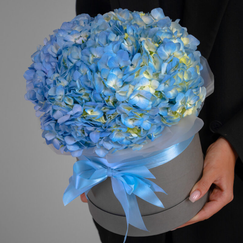 Голубые Гортензии в коробке